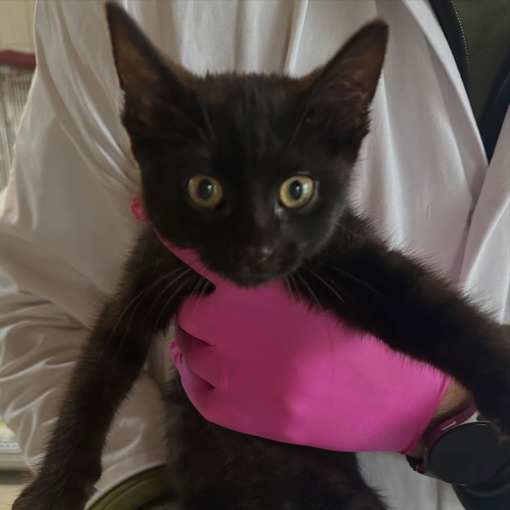 Finn