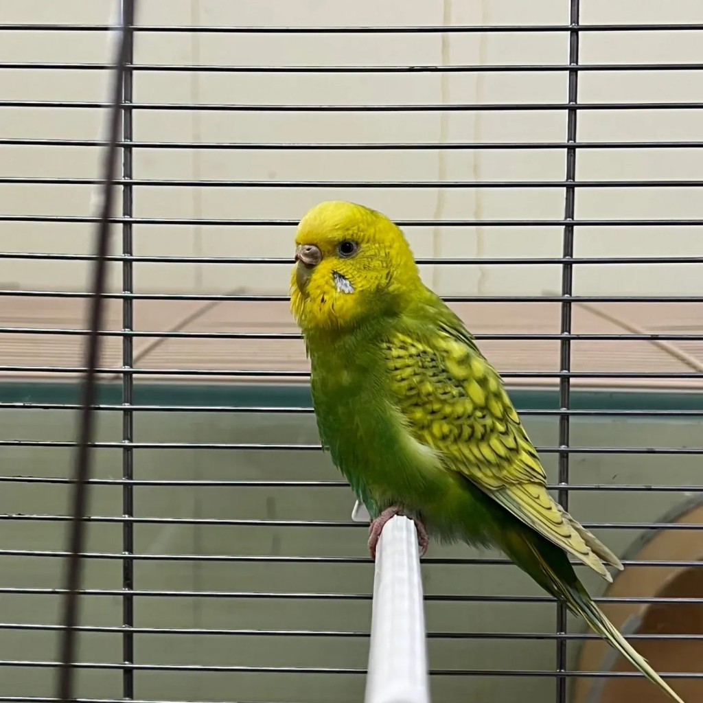 Pieps