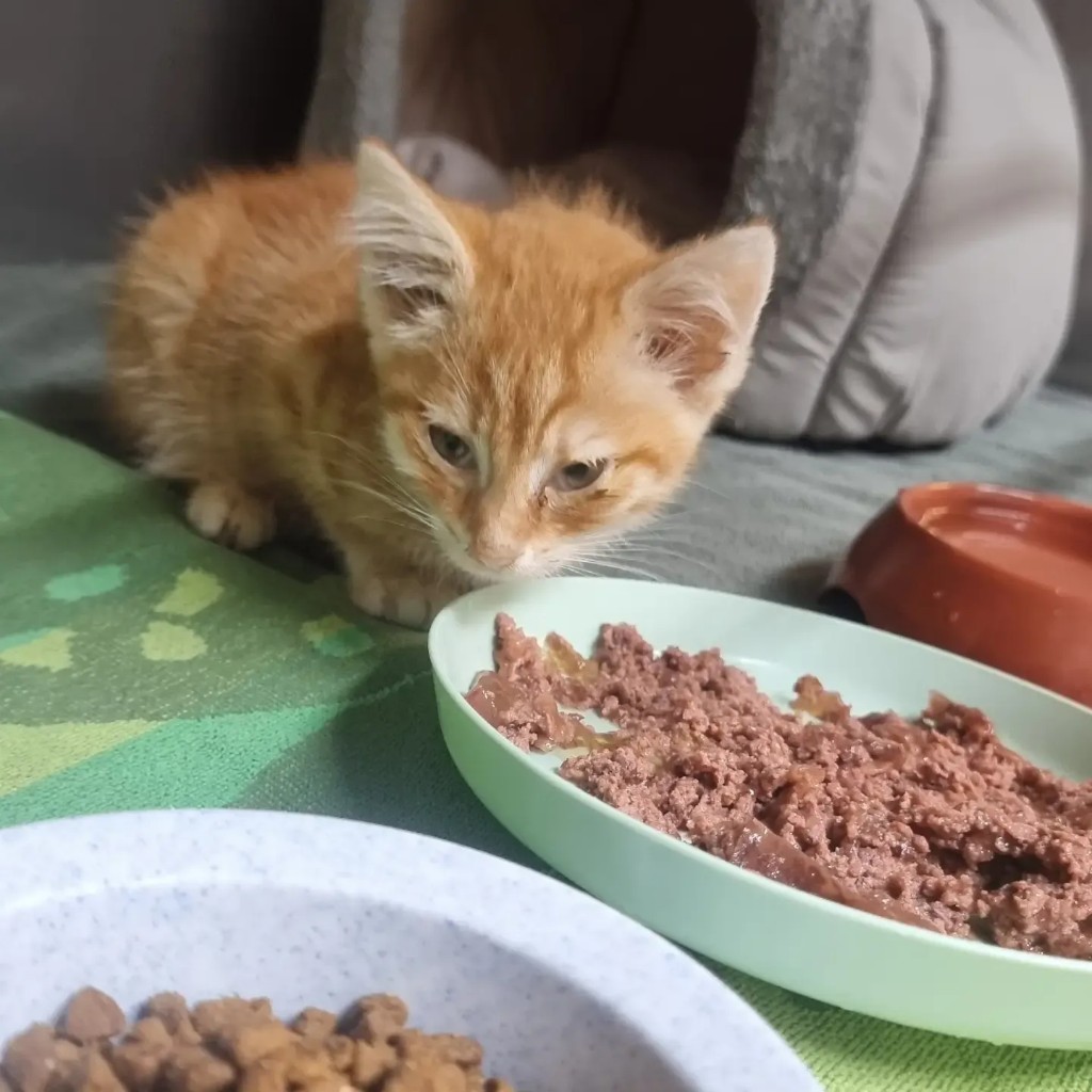 Simba