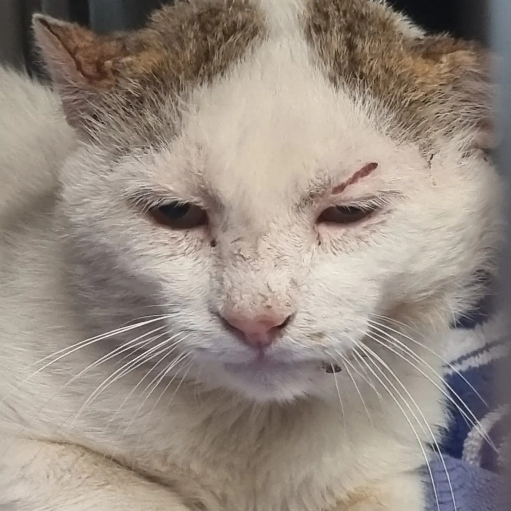 Felix