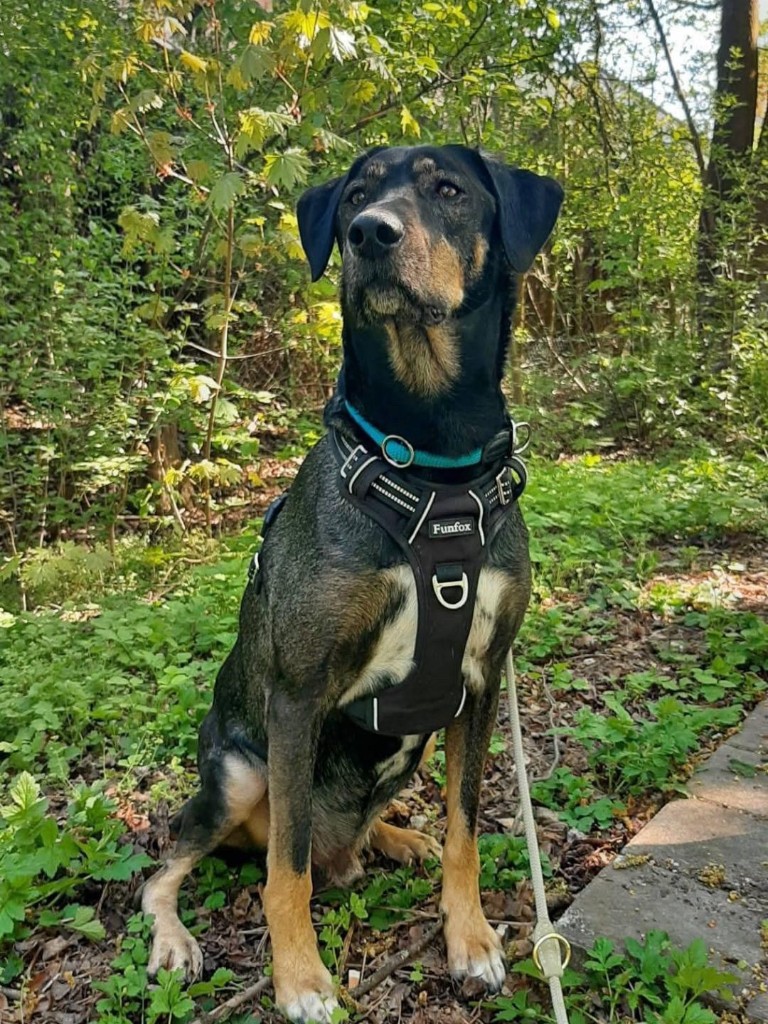 Scout