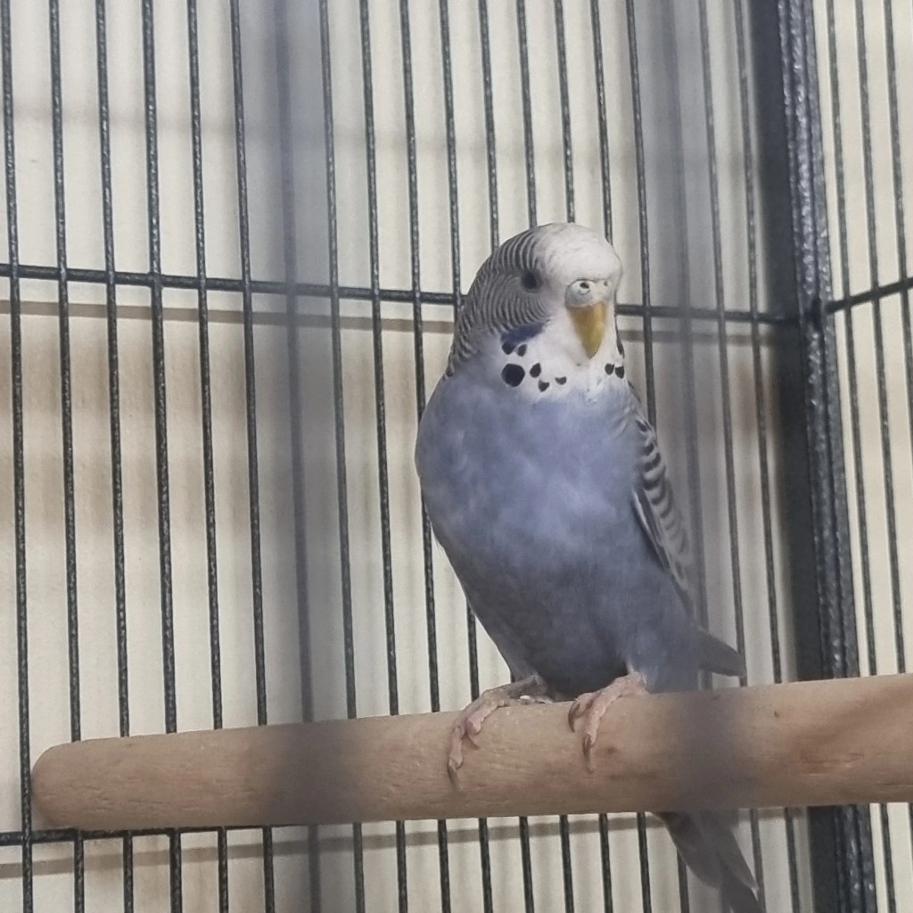 Pünktchen