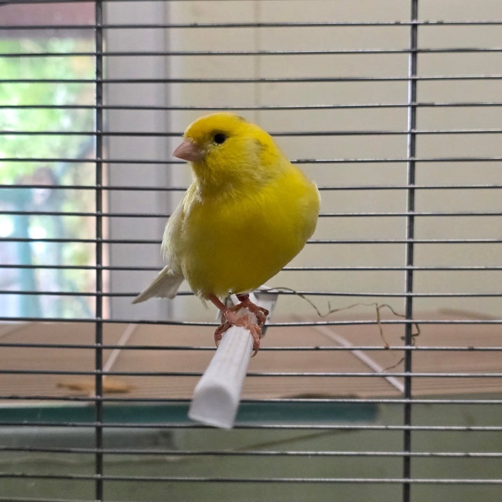 Nugget