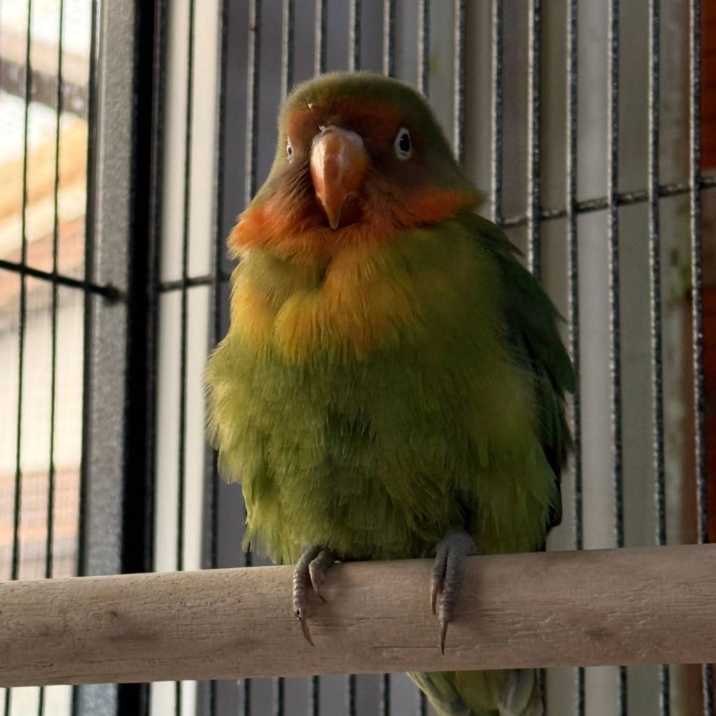 Oskar