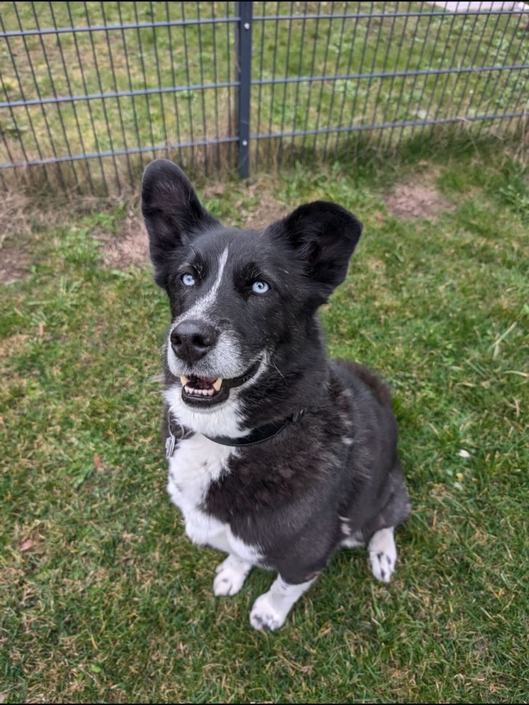 Bella