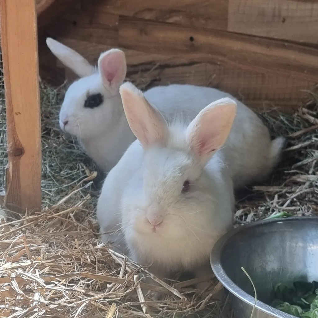 Pünktchen