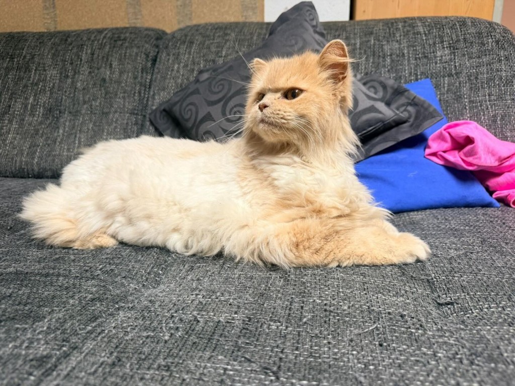 Ollie